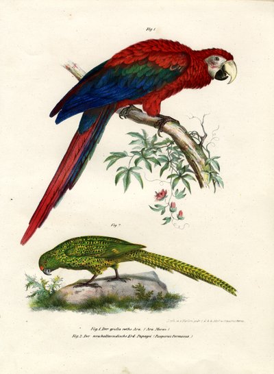 The Scarlet Macaw by German School